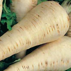 Johnsons Parsnip 500 pc(s)