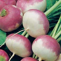 Johnsons Turnip 1750 pc(s)