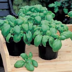Johnsons Basil