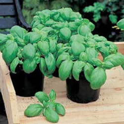 Johnsons Basil 500 pc(s)