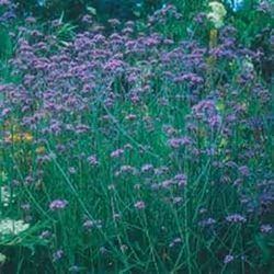 Johnsons Verbena, Hardy perennial, Verbena, 1200 mm