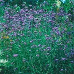 Johnsons Verbena Hardy perennial