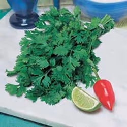 Johnsons Coriander, Coriander, Hardy annual, 600 mm, 100 pc(s)