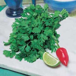 Johnsons Coriander 100 pc(s)