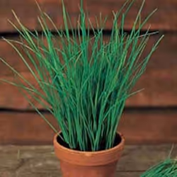 Johnsons Chives, Chives, Hardy perennial, 300 mm, 750 pc(s)