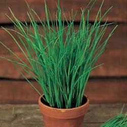 Johnsons Chives 750 pc(s)