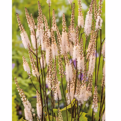 Cimicifuga Seed Grow Your Own Garden Flowers Stemmed Racemosa Johnsons