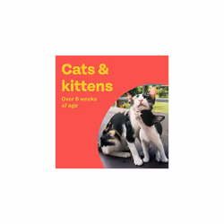 Clear | Spot On Flea Treatment for Cats & Ferrets | Kills Fleas & Ticks | Fast Control, 15 Week Protection | (3 Pipettes)