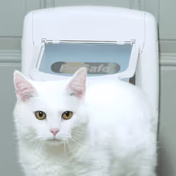 PetSafe Magnetic 4-Way Cat Flap Deluxe 400 White Cat Door Pet Flap Pet Door