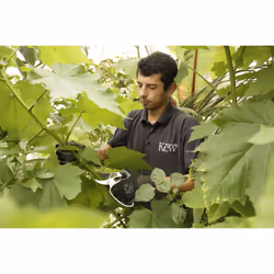 Kew Gardens Ratchet Anvil Secateurs