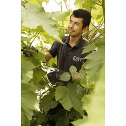 Kew Gardens Ratchet Anvil Secateurs