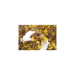 Kew Gardens Lined Leather Gloves - Medium