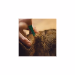 FRONTLINE Plus Flea & Tick Treatment for Cats and Ferrets - 3 Pipettes