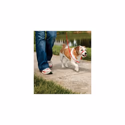 Easy Walk Head Collar