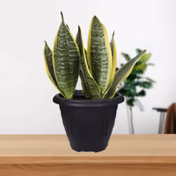 24cm Round Venetian Planter Plastic Black Flower Patio Garden Indoor Outdoor Pot