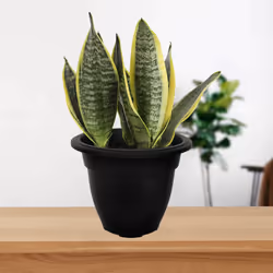 20cm Plastic Bell Planter Round Flower Plant Pot Black Garden Patio Basket