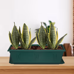 40cm Green Venetian Planter Saucer Drip Tray Rectangle Water Drainage Garden
