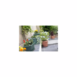 Whitefurze G02048 22cm Square Venetian Planter - Terracotta