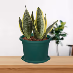20cm Venetian Planters Saucer Round Green Flower Plant Garden Patio Water Drip