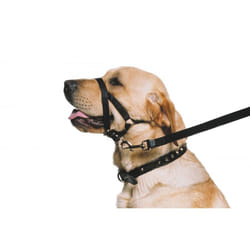 Nylon Training Halter Black Extra Large Sz 7-9