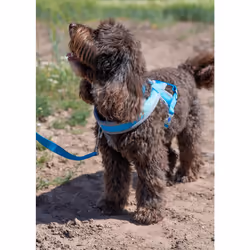 Viva Padded Harness Blue M 41-53cm