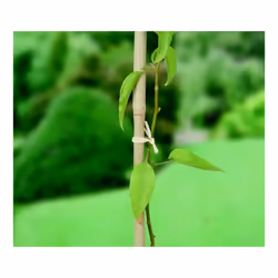 Ambassador Raffia 80gm - SGS225