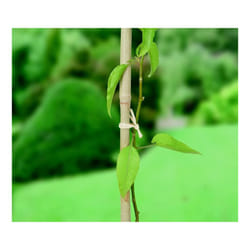 Ambassador Raffia 80gm - SGS225