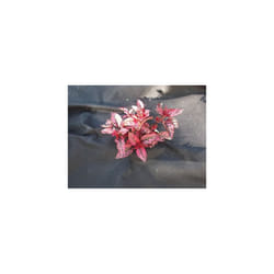 Green Blade Bb-wc300 8 x 1.5m Weed Control Fabric In Cdu -  fabric weed garden x control membrane cover sheet 8m 15m ground landscape