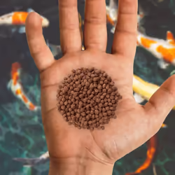Nishikoi Growth Complete Food for Koi and Pond Fish - Small Pellets - 5kg
