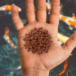 Nishikoi Growth Complete Food for Koi and Pond Fish - Medium Pellets - 5kg
