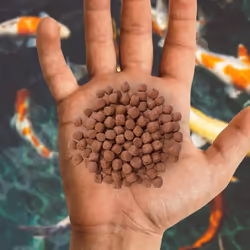 Nishikoi Growth Complete Food for Koi and Pond Fish - Large Pellets - 5kg