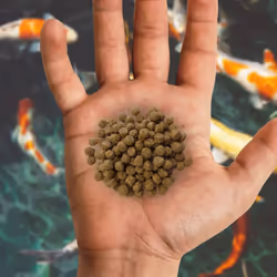 Nishikoi Wheatgerm Complete Food for Koi and Pond Fish - Medium Pellets - 10kg