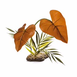Komodo Rainforest Canopy Plant 38cm