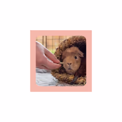 Excel Burgess Forage and Feast Hay Bar with Rose for rabbits, guinea pigs, and chinchillas, 60g