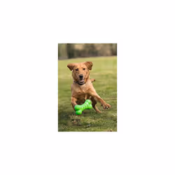 Squeaky Tough Bone Dog Toy