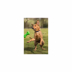 Squeaky Tough Bone Dog Toy