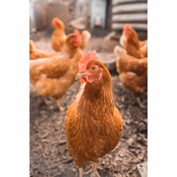 Copdock Mill Range Layers Pellets Complete Feed for all types of poultry, ducks, geese & bantams, 20kg bag from