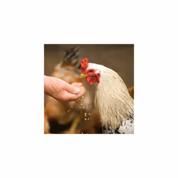 Cut Maize Chicken Feed 20kg - Premium Quality Yellow Split Maize for Poultry - 100% Natural - Rich In Energy Complementary Chicken Feed - For Poultry,