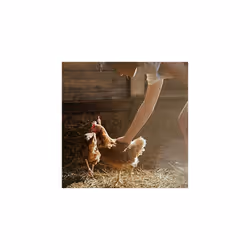 Cut Maize Chicken Feed 20kg - Premium Quality Yellow Split Maize for Poultry - 100% Natural - Rich In Energy Complementary Chicken Feed - For Poultry,