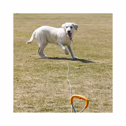 RAC Tie Out Stake & Cable Travel Kit for Dogs - 15FT