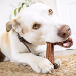 Elkwood Natural Dental Stick Treats Healthy Dog Chews Box of 50