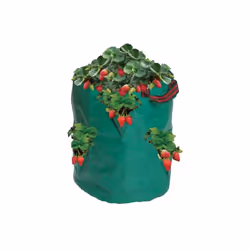 Strawberry/Herb Bag