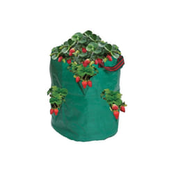 Strawberry/Herb Bag