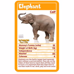Top Trumps Baby Animals Card Game