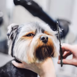 Wahl Scissors Kit for Pet/Dog Grooming
