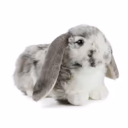 Keycraft Living Nature Grey Dutch Lop Ear, Toy rabbit