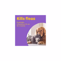 Bob Martin Clear | Flea Bomb, Home Fumigation Kit | Kills Fleas Dead | Fast Effective Household Treatment (1 Can)