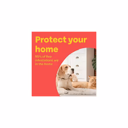 Bob Martin Clear | Flea Bomb, Home Fumigation Kit | Kills Fleas Dead | Fast Effective Household Treatment (1 Can)