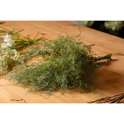 Asparagus Fern Bunch