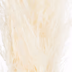 Cream Pampas Grass Stem